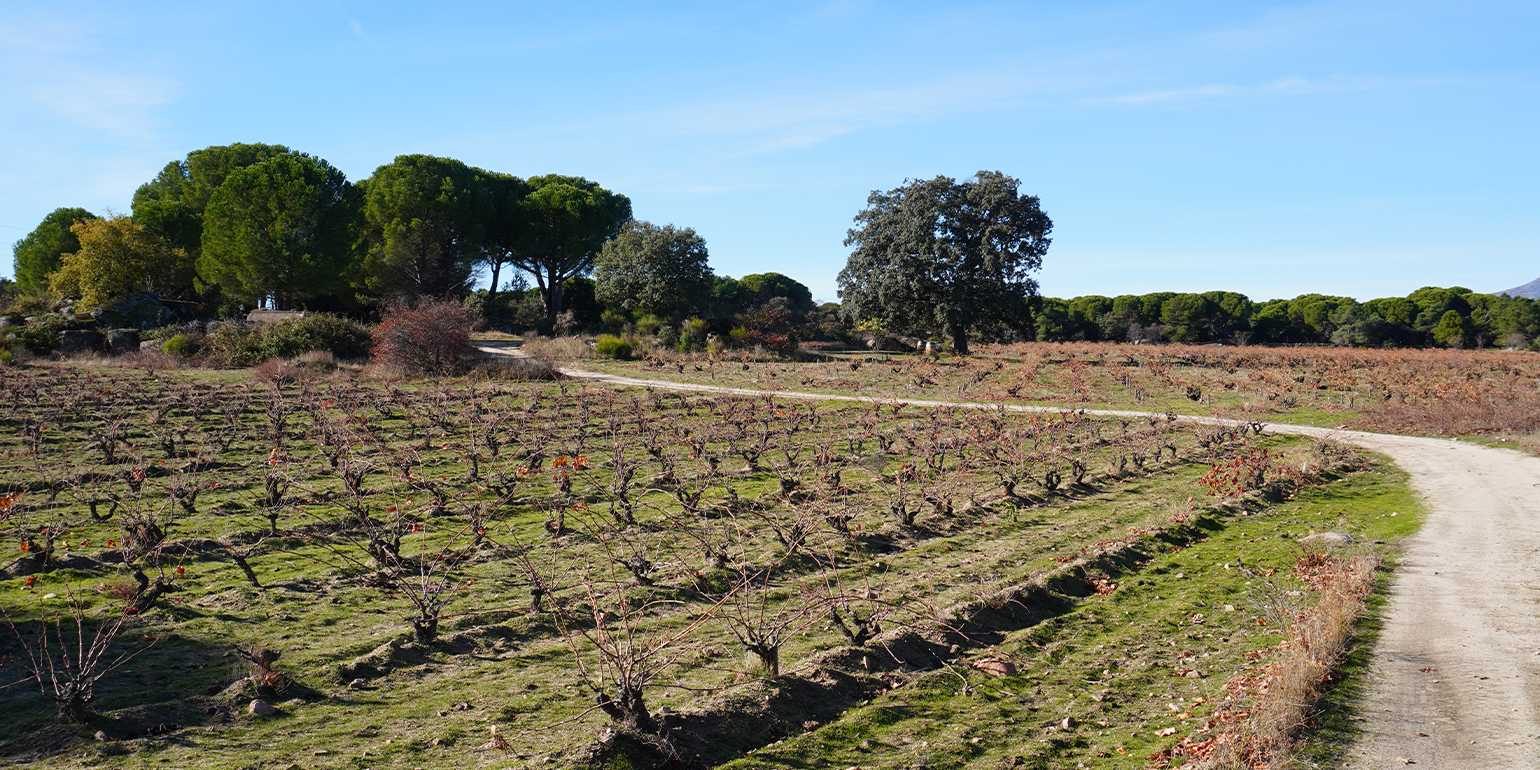 El viñedo en invierno