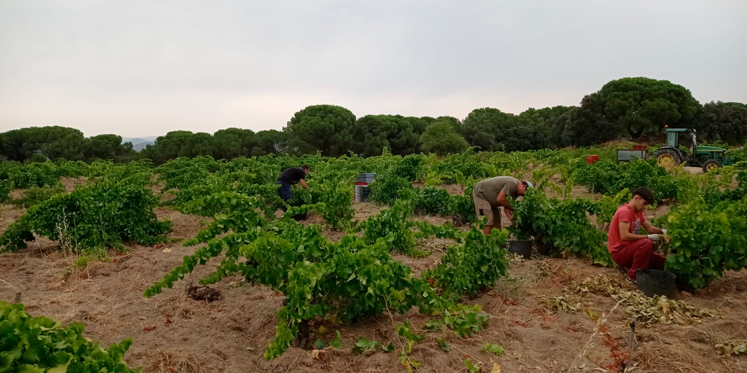 Las Moradas - Vendimia 2025