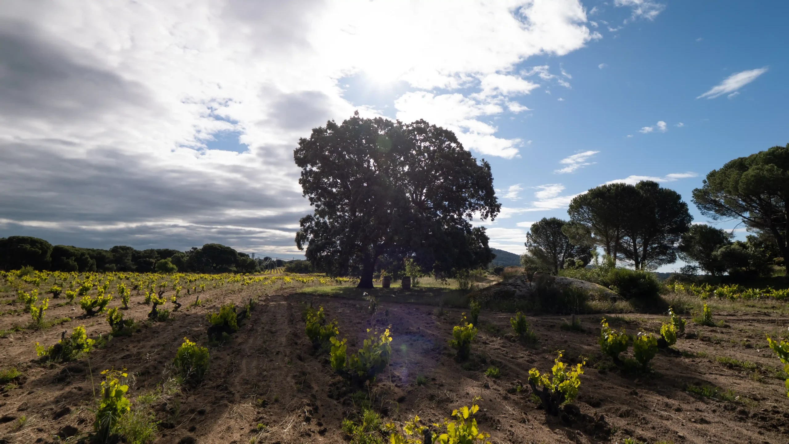viñedos ecológicos de Las Moradas de San Martín durante una visita de enoturismo